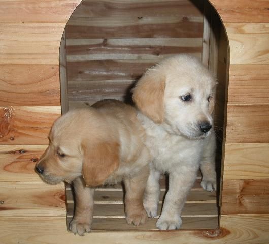 Cachorros de Golden y Labrador  acertarás seguro. Tgna