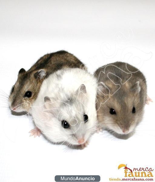 Los mejores hamsters en venta