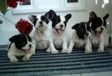 BULLDOG FRANCES 440  C/U