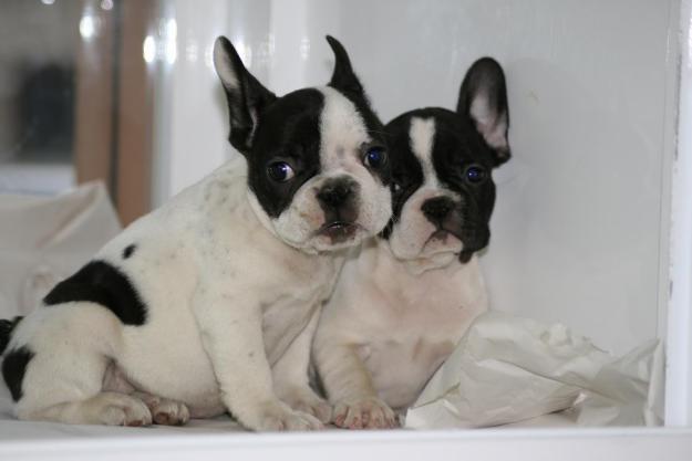 bulldog frances de calidad 450E