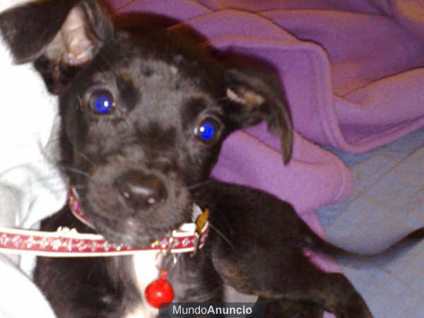 Cachorrita dos meses
