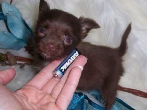 Cachorros chihuahua toy para  300