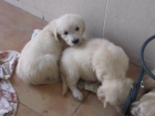 Cachorros de golden retriever con pedigree increible. - mejor precio | unprecio.es