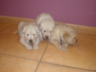 Cachorros golden retriever con pedigree - mejor precio | unprecio.es