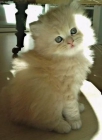 GATITO PERSA - mejor precio | unprecio.es