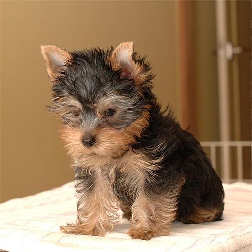 Hombres y mujeres cachorros de Yorkie