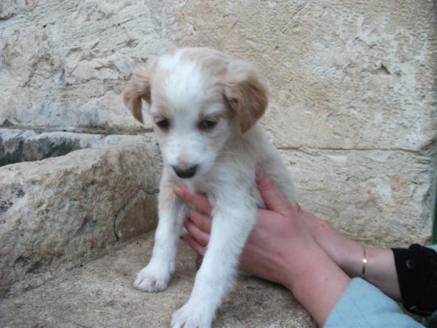 regalo cachorros de 2 meses y una de 5 meses