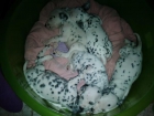 vendo cachorritos dalmata - mejor precio | unprecio.es