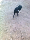 Vendo cachorros Border collie - mejor precio | unprecio.es