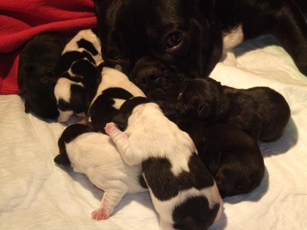 venta de bulldog frances