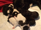 venta de bulldog frances - mejor precio | unprecio.es