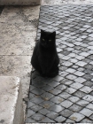 Regalo gato negro, supercariñoso - mejor precio | unprecio.es