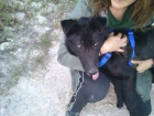 Adopta a Sultan - mejor precio | unprecio.es