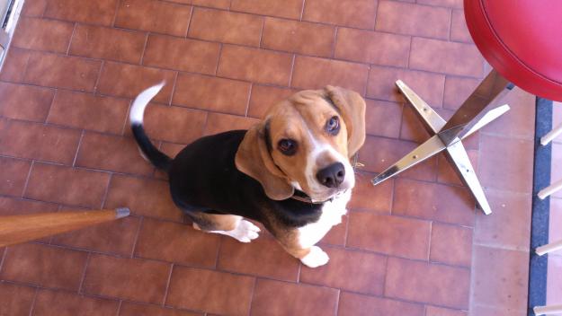Beagle macho busca novia