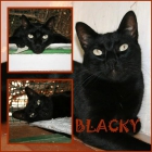 Blacky, gato panterita en adopcion - mejor precio | unprecio.es