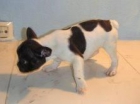 BULLDOG   FRANCES   495 - mejor precio | unprecio.es