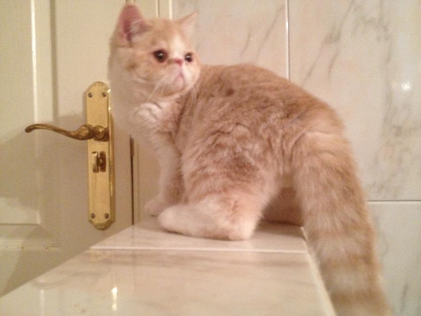 Gatito exotico pedigree