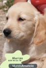 Labrador,el cachorro que deseabas - mejor precio | unprecio.es