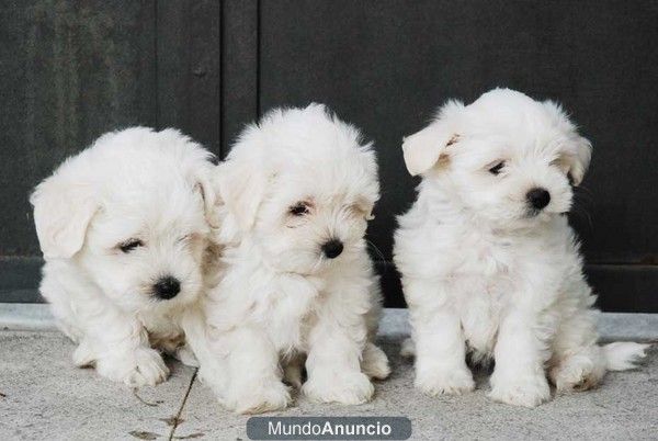 Se ofrecen cachorros de Bichón Maltés