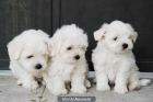 Se ofrecen cachorros de Bichón Maltés - mejor precio | unprecio.es