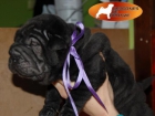 shar-pei linea 100% americana - mejor precio | unprecio.es