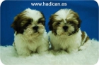 Shih Tzu de inmejorable calidad. - mejor precio | unprecio.es