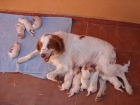 Vendo cachorros de breton Español - mejor precio | unprecio.es