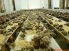 Venta de caracoles vivos - mejor precio | unprecio.es