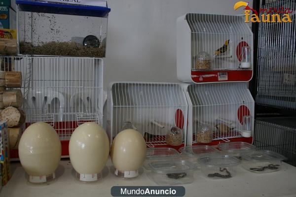 Huevos de avestruz vacíos para decoración en venta