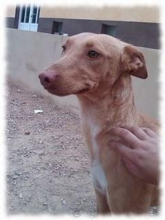 adopta a pipo