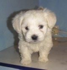 BICHON MALTES STANDAR 435 c/u - mejor precio | unprecio.es