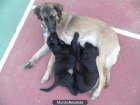 cachachos cruce de leonberger con setter irlandes - mejor precio | unprecio.es