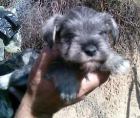 cachorros schnauzer miniatura con pedigree - mejor precio | unprecio.es