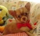 chihuahuas al mejor precio,cachorros con 8 semanas - mejor precio | unprecio.es