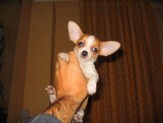 Chihuahuas machos cachorros de alta calidad