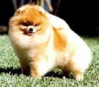 Fantasticos cachorros de pomerania - mejor precio | unprecio.es