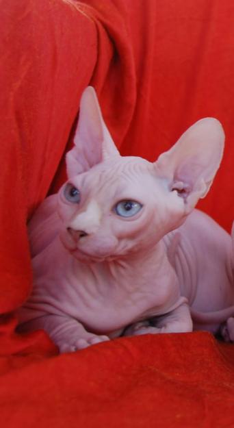 Gata sphynx busca macho para monta (Cataluña)