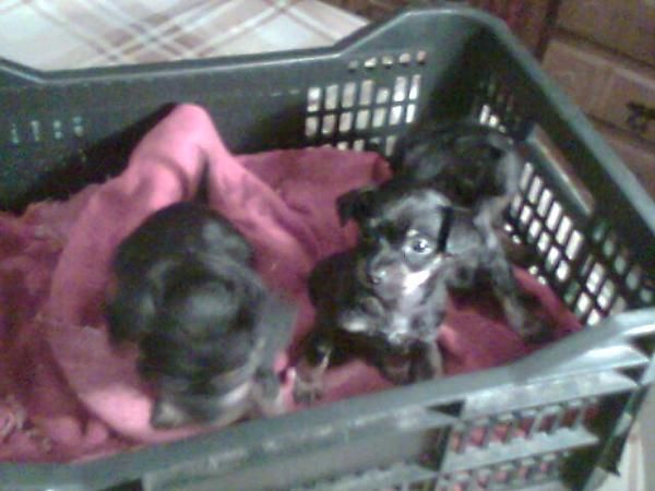 Se vende Cachorro Pinscher