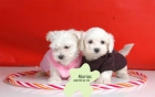 bichon maltes ,adorables y cariñosos cachorros - mejor precio | unprecio.es