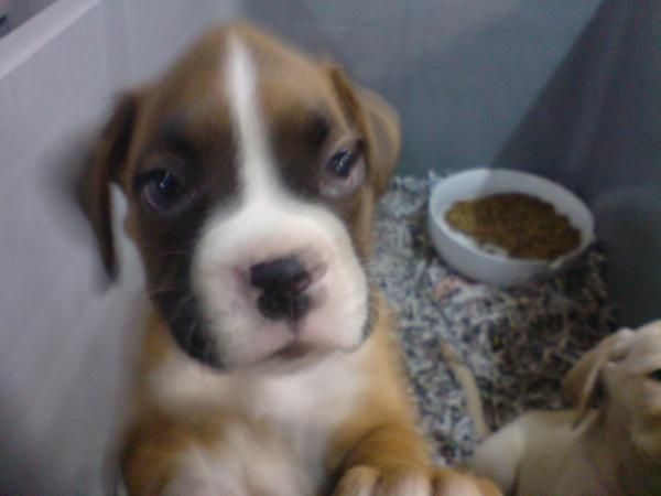 BOXER CACHORROS EN VENTA