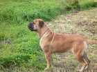 Bullmastiff Próxima Camada - mejor precio | unprecio.es