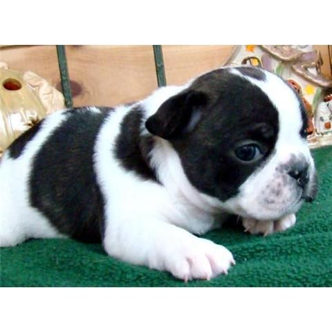 cachorros bulldog frances 150