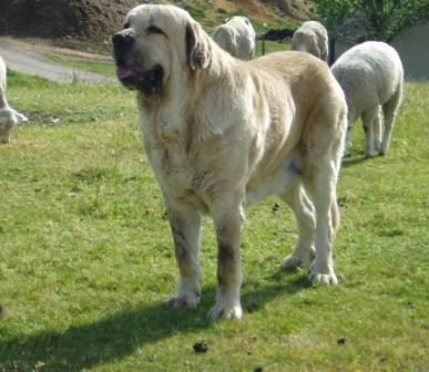 CACHORROS DE MASTIN ESPAÑOL