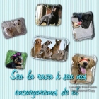 paseo i baño perros - mejor precio | unprecio.es