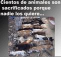 POR FAVOR NO COMPRES ANIMALES, ADOPTA Y SALVA VIDAS