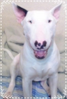 Se Ofrece Bull terrier para montas - mejor precio | unprecio.es