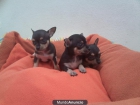 vendo cachorros chiguagua hembras - mejor precio | unprecio.es