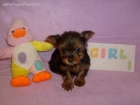 YORKSHIRE TERRIER TOY 150 -PRECIOSA HEMBRITA DE YORKSHIRE TERRIER TOY DE 12MESES MUY PEQUÑITA,SE ENTREGA VACUNADA,DESPA - mejor precio | unprecio.es