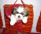 CACHORRITOS DE SHIH TZU MUY CHATOS CON PEDIGRÍ - mejor precio | unprecio.es