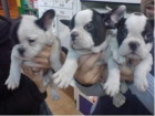 Cachorros bulldog frances - mejor precio | unprecio.es